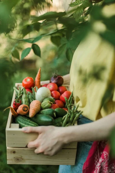 Frau Sammelt Reifes Gemüse Garten — Stockfoto