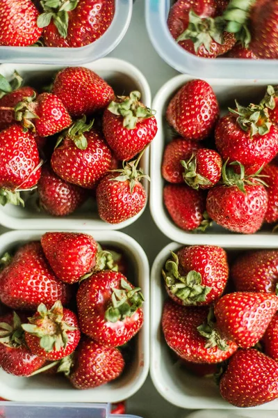 Woman gathering ripe strawberries in the garden.