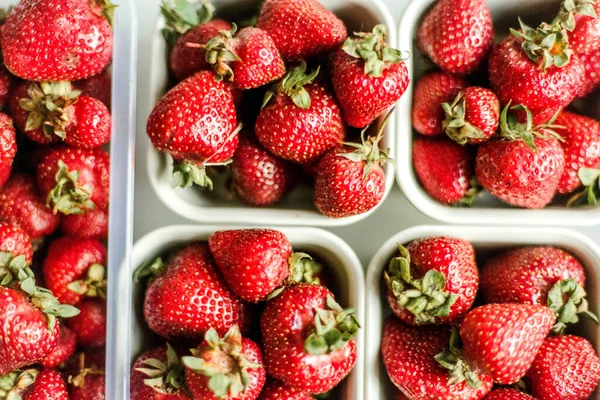 Woman gathering ripe strawberries in the garden.