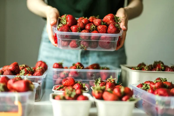 Woman gathering ripe strawberries in the garden.