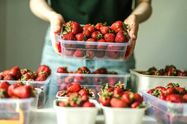 Woman Gathering Ripe Strawberries Garden — 图库照片