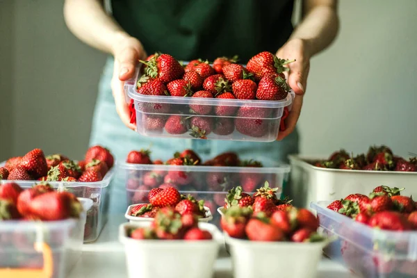 Woman gathering ripe strawberries in the garden.