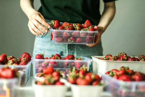 Bahçede olgun çilek toplayan bir kadın..