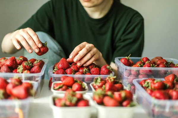 Bahçede olgun çilek toplayan bir kadın..