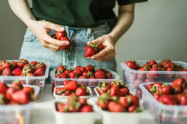 Woman gathering ripe strawberries in the garden.