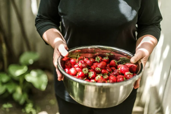 Woman Gathering Ripe Strawberries Garden —  Fotos de Stock