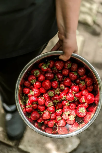 Woman Gathering Ripe Strawberries Garden — 图库照片