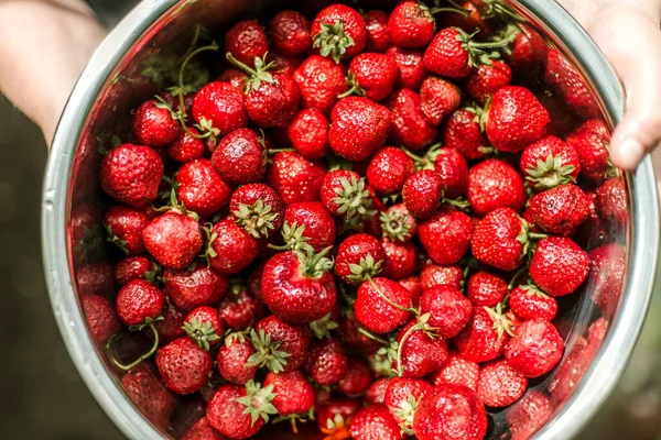 Woman Gathering Ripe Strawberries Garden — Stok Foto