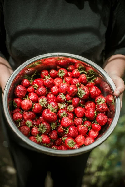 Woman Gathering Ripe Strawberries Garden — Fotografia de Stock