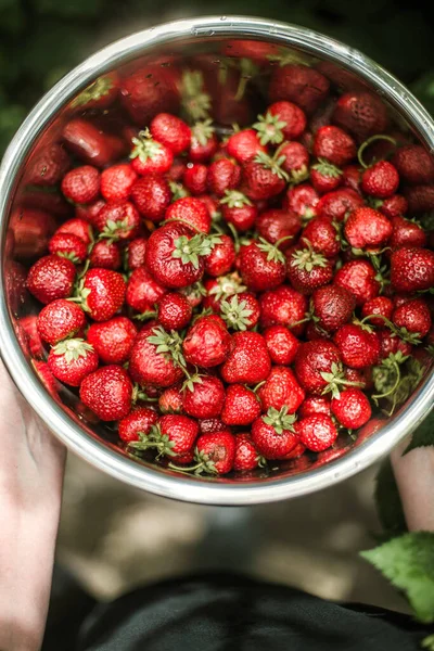 Woman gathering ripe strawberries in the garden.