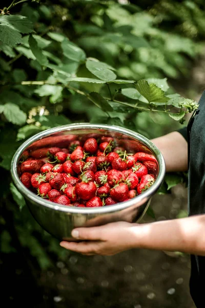 Woman Gathering Ripe Strawberries Garden —  Fotos de Stock