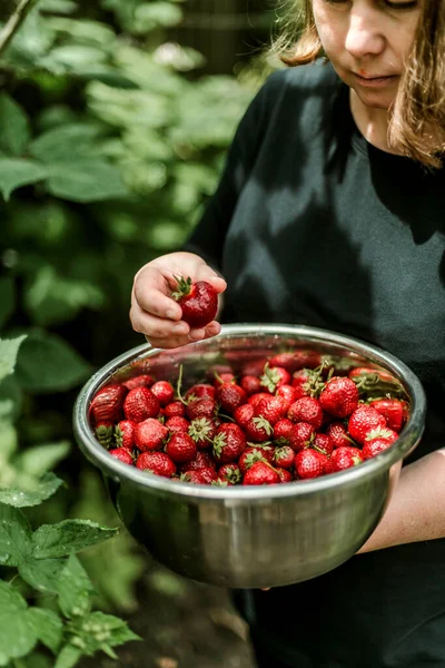 Woman Gathering Ripe Strawberries Garden — 图库照片