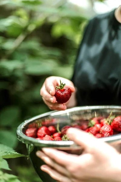 Woman gathering ripe strawberries in the garden.