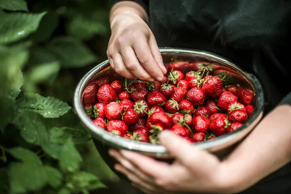 Woman gathering ripe strawberries in the garden.