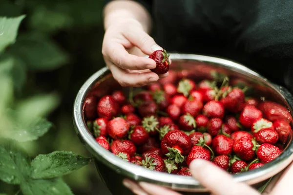 Γυναίκα Μαζεύει Ώριμες Φράουλες Στον Κήπο — Φωτογραφία Αρχείου