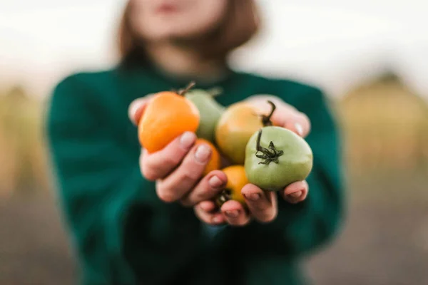 Woman gathering ripe tomatoes in the garden.