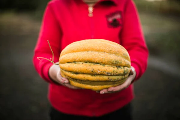 Woman Gathering Ripe Melon Garden — Stok Foto