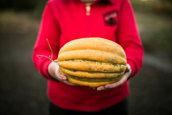 Woman Gathering Ripe Melon Garden —  Fotos de Stock