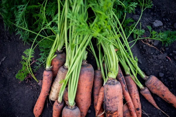 Woman gathering ripe carrots in the garden.