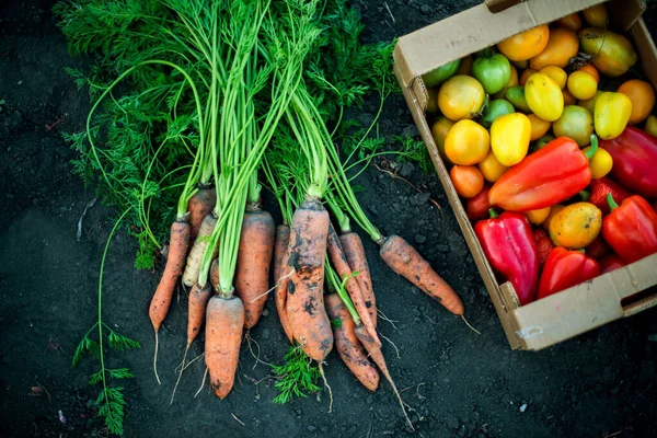 Woman gathering ripe carrots in the garden.