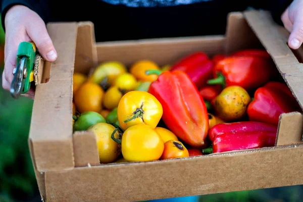 Woman Gathering Ripe Pepper Tomatoes Garden — Stok Foto