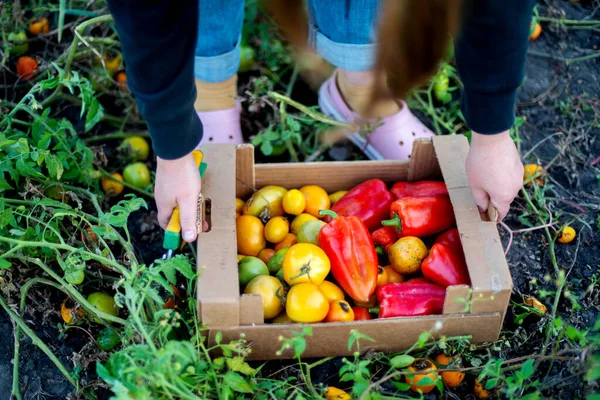 Wanita Mengumpulkan Matang Lada Tomat Taman — Stok Foto