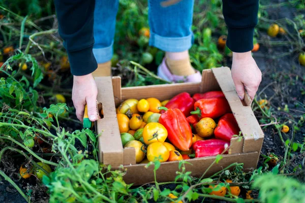 Woman Gathering Ripe Pepper Tomatoes Garden —  Fotos de Stock