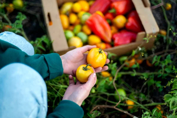 Mujer Recogiendo Maduro Pimienta Tomates Jardín —  Fotos de Stock