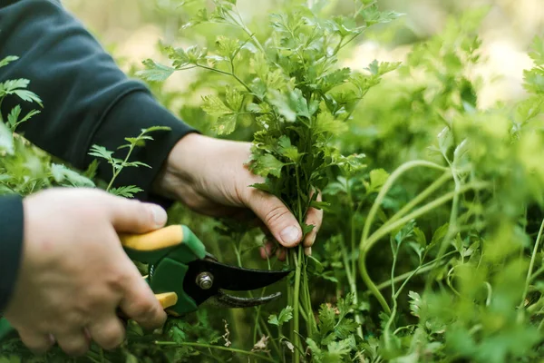 Woman Gathering Ripe Green Garden — Stock Photo, Image