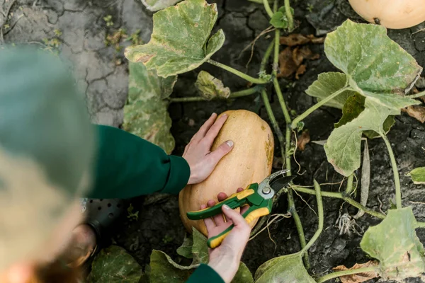 Woman Gathering Ripe Pumpkin Garden — Stok Foto