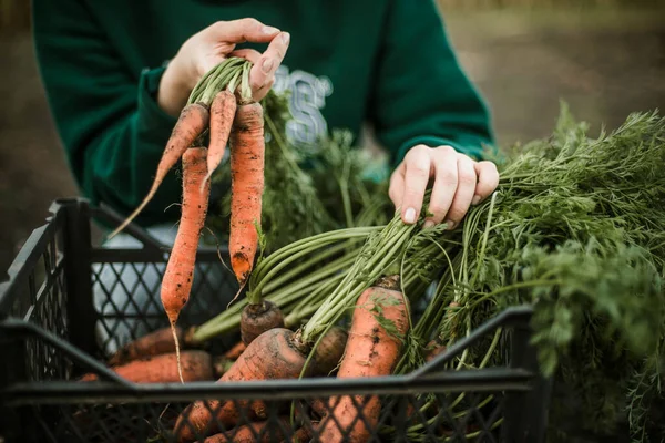 Femme Ramassant Des Carottes Mûres Dans Jardin — Photo