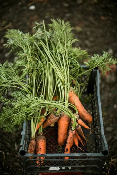 Woman gathering ripe carrots in the garden.