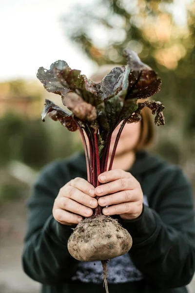 Mujer Recogiendo Verduras Maduras Jardín —  Fotos de Stock