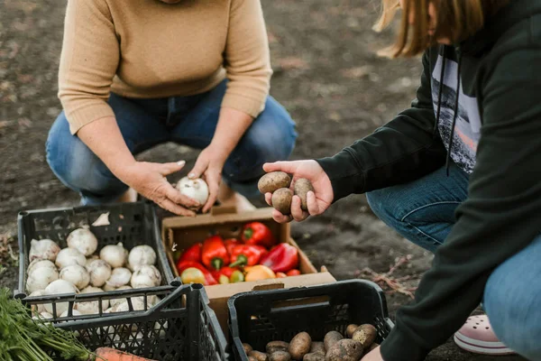 Mujer Recogiendo Verduras Maduras Jardín —  Fotos de Stock