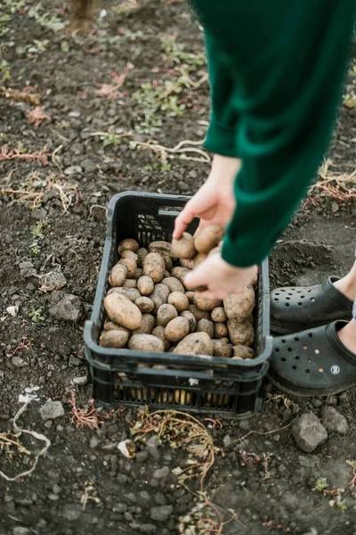 Mujer Recogiendo Papas Maduras Jardín —  Fotos de Stock