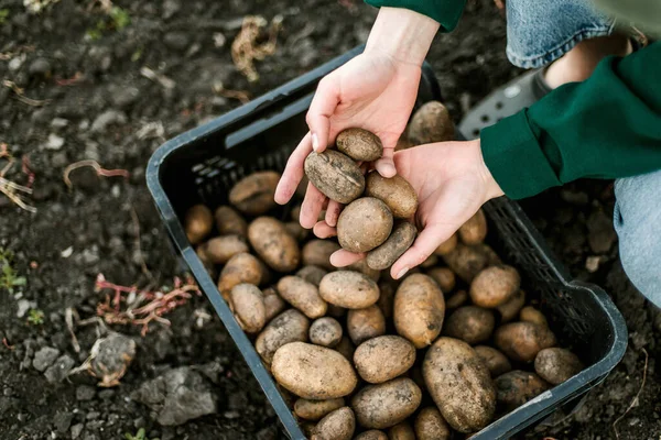 Woman Gathering Ripe Potatoes Garden — Stok Foto
