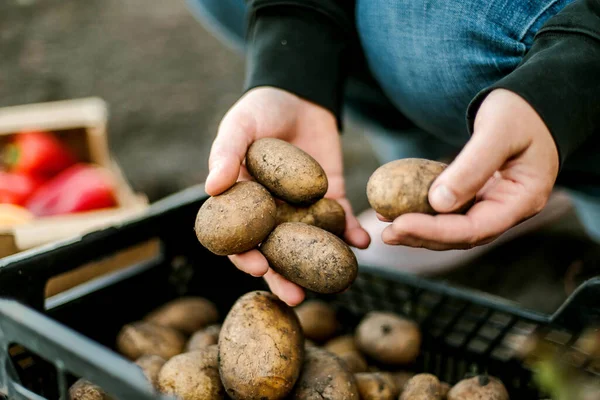 Woman gathering ripe potatoes in the garden. 