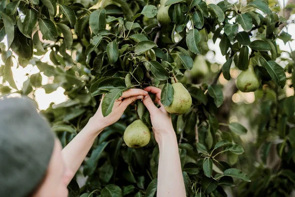 Bahçede olgun armutlar toplayan bir kadın. 