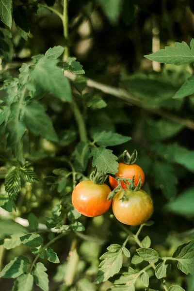 Wanita Mengumpulkan Tomat Matang Kebun — Stok Foto