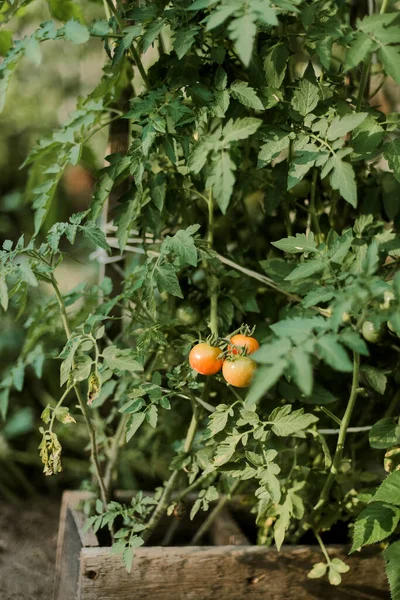 Woman Gathering Ripe Tomatoes Garden — Stock Photo, Image