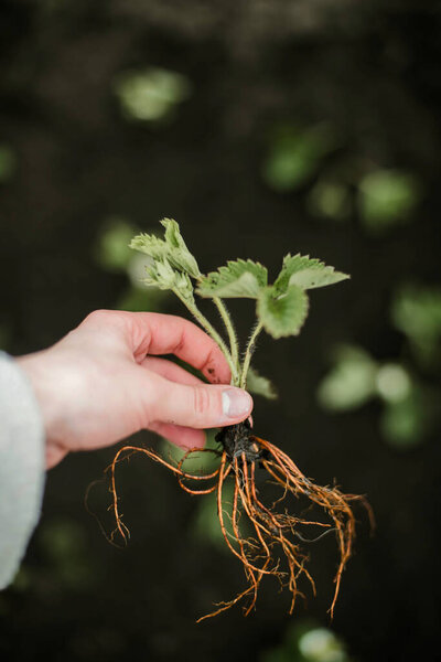 Woman Hands Seedling Growing Planting Veggie Garden Plant Vegetable Green Stock Image