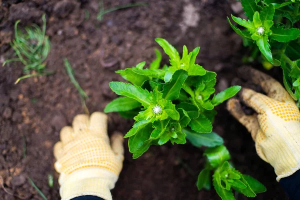 Mujer Manos Plántulas Creciendo Plantar Huerto Vegetal Vegetal Verde Fresas Imágenes de stock libres de derechos