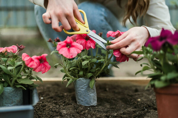 Woman Hands Seedling Growing Planting Veggie Garden Plant Vegetable Green Royalty Free Stock Images