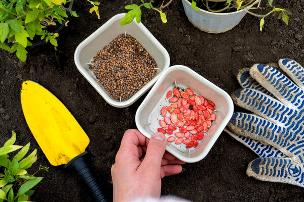 Gardener Sowing Peas Seeds Vegetable Bed Preparing New Garden Season Stock Image