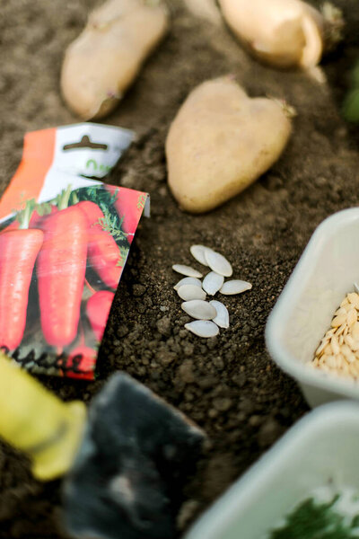 Gardener Sowing Peas Seeds Vegetable Bed Preparing New Garden Season Royalty Free Stock Photos