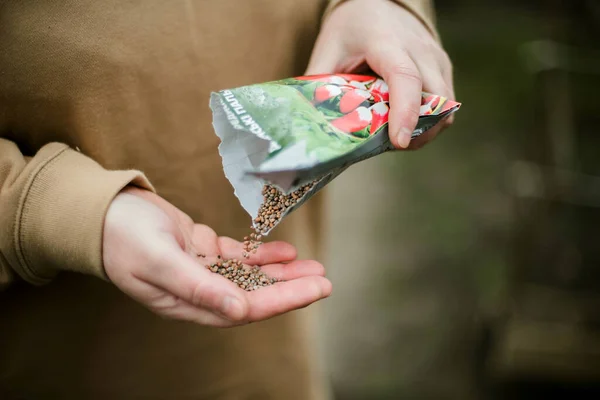 Tukang Kebun Menabur Biji Kacang Polong Tempat Tidur Sayuran Bersiap Stok Foto Bebas Royalti