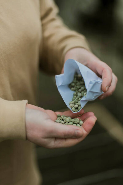 Gardener Sowing Peas Seeds Vegetable Bed Preparing New Garden Season Royalty Free Stock Images