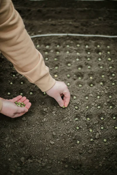 Gardener Sowing Peas Seeds Vegetable Bed Preparing New Garden Season 스톡 사진