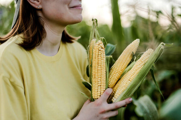Woman Gathering Ripe Corn Garden Stock Image