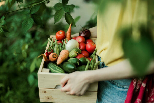 Woman Gathering Ripe Vegetables Garden Stock Image